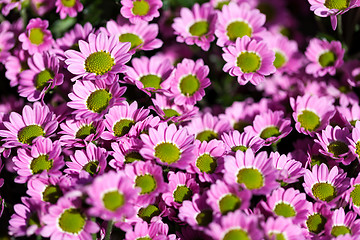 Image showing Background of colourful vivid summer flowers