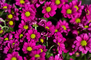 Image showing Background of colourful vivid summer flowers