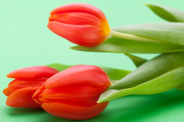 Image showing Beautiful fresh red tulips for a loved one