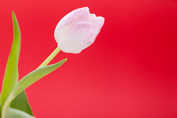 Image showing Spring background of dainty pink tulips