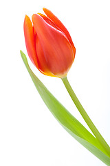 Image showing Beautiful fresh red tulips for a loved one