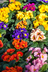 Image showing Background of colourful vivid summer flowers