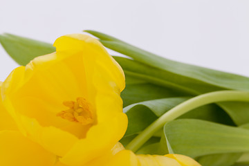 Image showing Bunch of cheerful yellow tulips