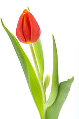 Image showing Beautiful fresh red tulips for a loved one