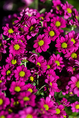 Image showing Background of colourful vivid summer flowers