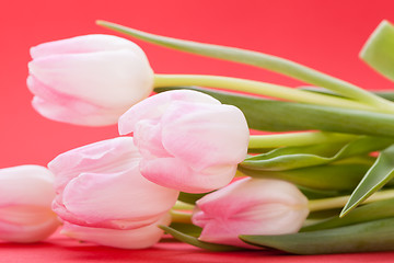 Image showing Spring background of dainty pink tulips