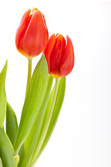 Image showing Beautiful fresh red tulips for a loved one