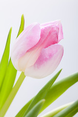 Image showing Spring background of dainty pink tulips