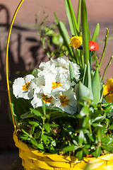 Image showing Background of colourful vivid summer flowers