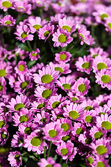 Image showing Background of colourful vivid summer flowers