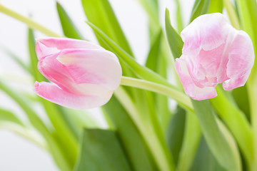 Image showing Spring background of dainty pink tulips