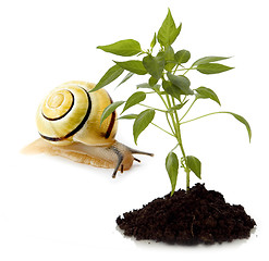 Image showing snail