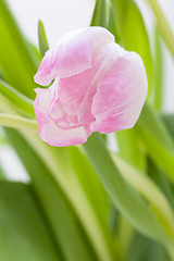 Image showing Spring background of dainty pink tulips