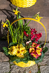 Image showing Background of colourful vivid summer flowers