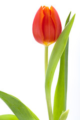 Image showing Beautiful fresh red tulips for a loved one