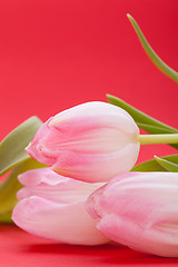 Image showing Spring background of dainty pink tulips