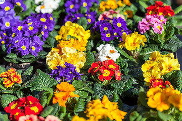 Image showing Background of colourful vivid summer flowers