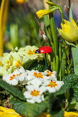 Image showing Background of colourful vivid summer flowers