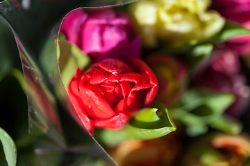 Image showing Background of colourful vivid summer flowers