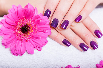 Image showing Woman with beautiful manicured purple nails