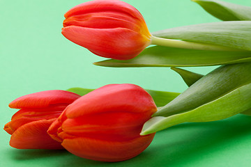 Image showing Beautiful fresh red tulips for a loved one