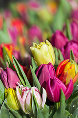 Image showing Background of colourful vivid summer flowers