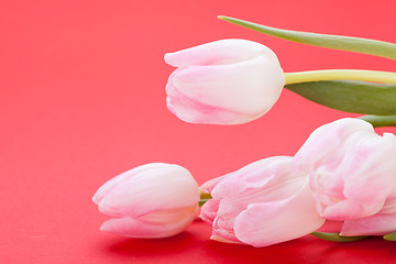 Image showing Spring background of dainty pink tulips