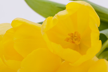 Image showing Bunch of cheerful yellow tulips