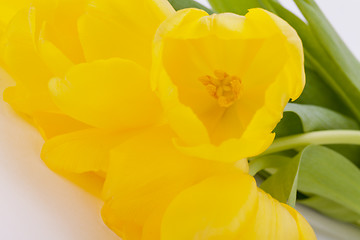 Image showing Bunch of cheerful yellow tulips