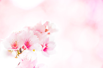 Image showing Sakura Template