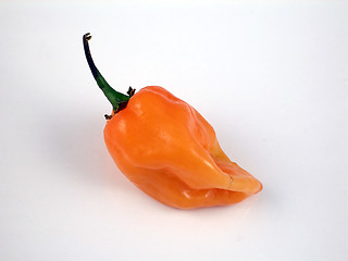 Image showing Habanero chili