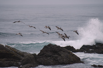 Image showing Flying in formation