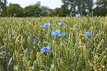 Image showing Cornflowers on the wheat field