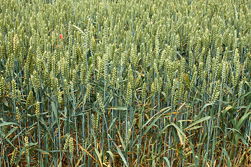 Image showing Green ripening wheat ears