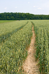 Image showing Technological tracks for crops processing on wheat field