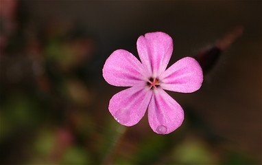 Image showing Pink flower