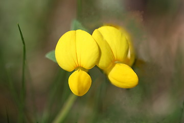 Image showing yellow flower