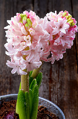 Image showing Pink Hyacinths