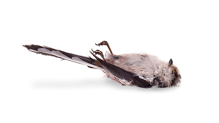 Image showing Deceased long-tailed tit