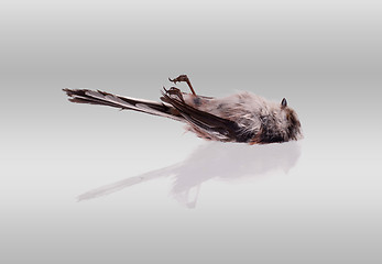 Image showing Deceased long-tailed tit