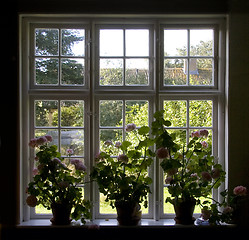 Image showing flower window