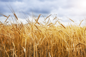 Image showing Wheat field