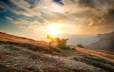 Image showing Shrub on the mountain