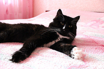 Image showing black cat lying prone on the matrimonial bed