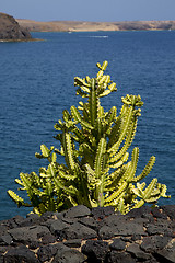 Image showing cactus bush  rocer in el golfo lanzarote spain