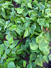 Image showing vegetable garden blossoming haricot