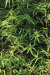 Image showing Bamboo