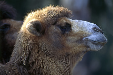 Image showing Camel