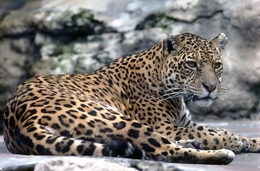 Image showing Leopard