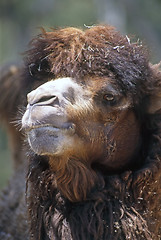 Image showing Camel